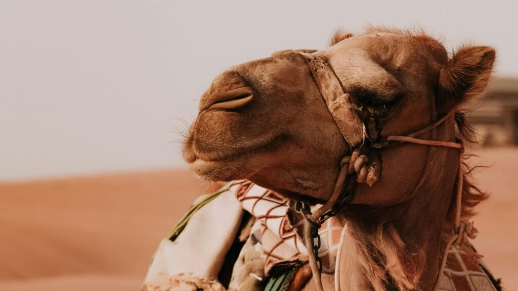 Why Choose a Private Driver in Morocco? | Soubaai.com Why Choose a Private Driver in Morocco? | Soubaai.com